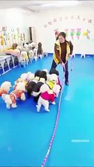 cute dogie