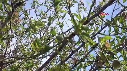 Badem çağlası hasadı başladı; tezgahta 100 TL