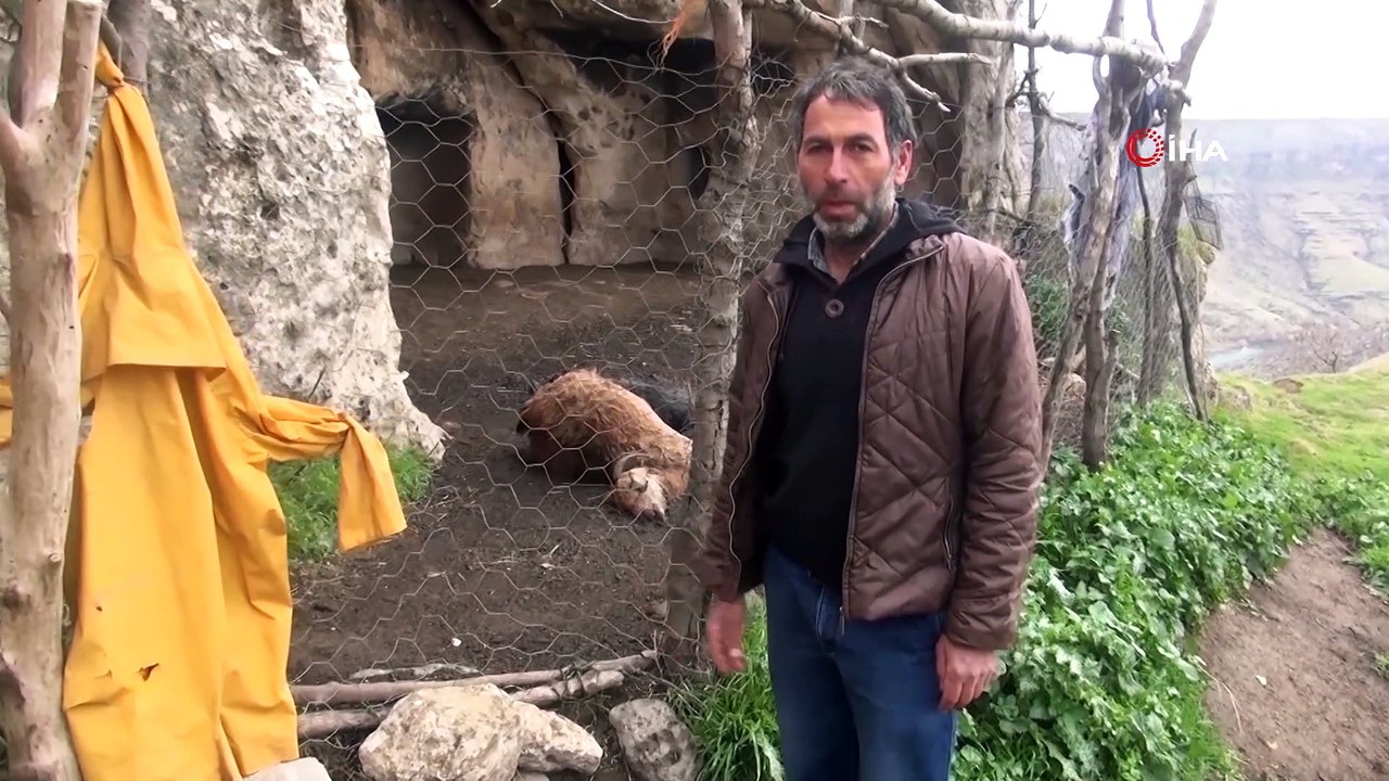 Şırnak’ta keçi sürüsüne kurt saldırdı: 25 hayvan telef oldu, 15'i yaralandı