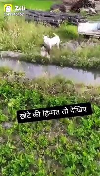 zilli funny viral videos__zili comedy__zili tik tok_zili funy comedy videos__new zili viral videos