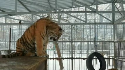 El "canto" de un tigre de 8 meses en un zoo de Rusia