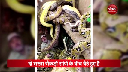 ये टाइगर निकालता है अजीब आवाज, वीडियो देख चौंक जाएंगे आप