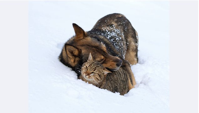 Comment chouchouter votre animal de 13 façons différentes