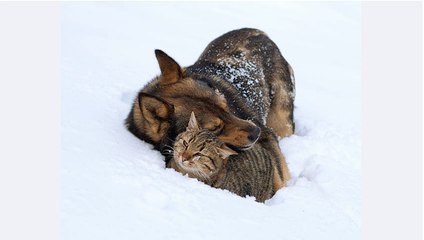 Comment chouchouter votre animal de 13 façons différentes