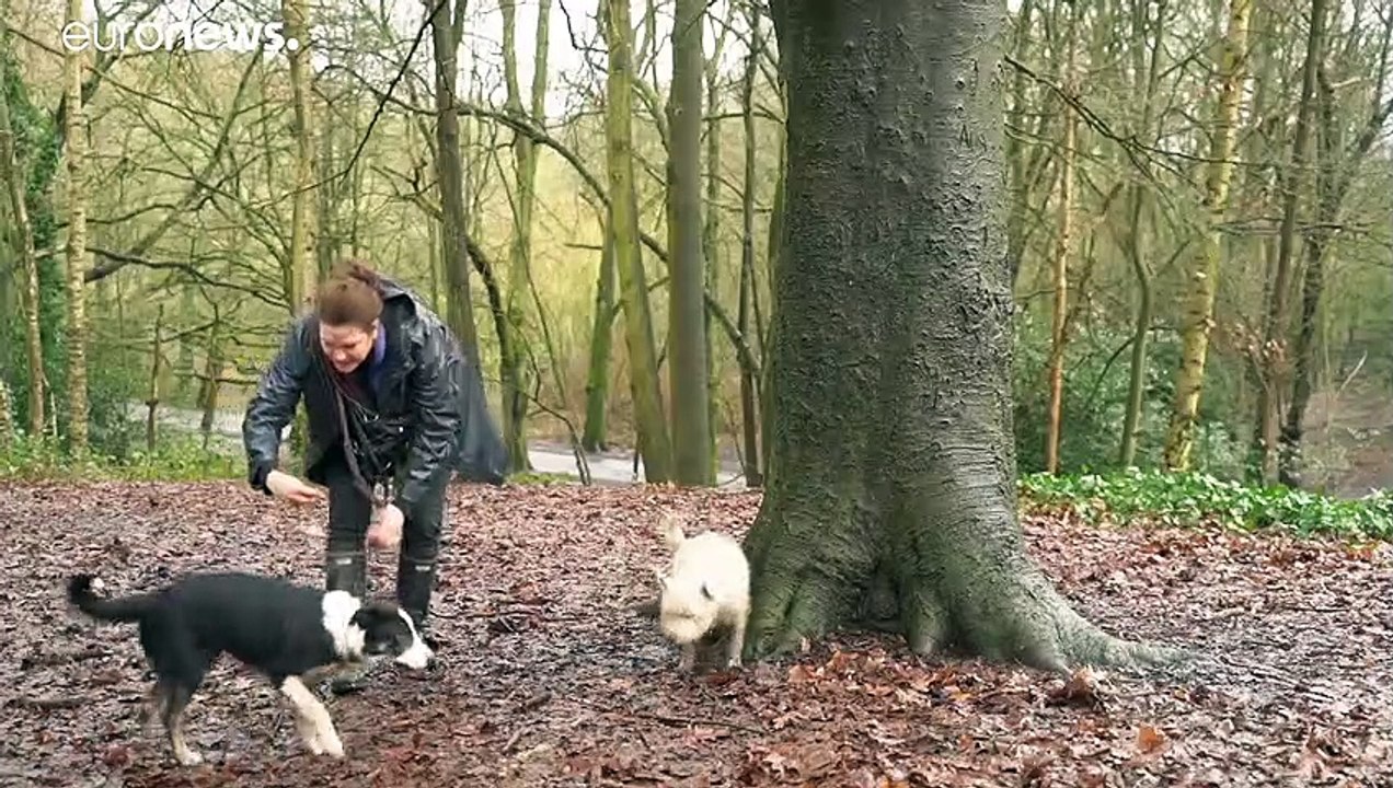 London: Hunde entwickeln Verhaltensstörungen im Lockdown