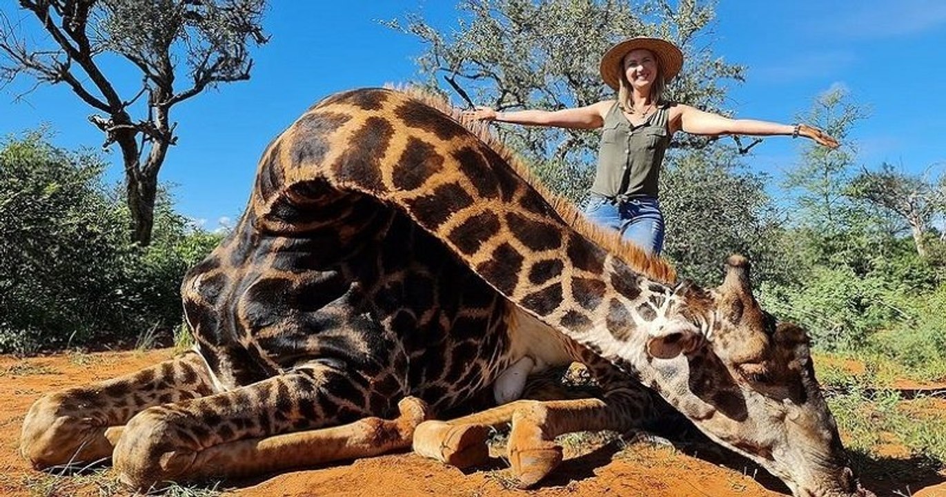 Cette chasseuse de trophées pose fièrement avec le coeur d'une girafe qu'elle vient d'abattre