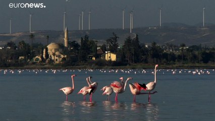 Chypre : des flamants roses empoisonnés au plomb