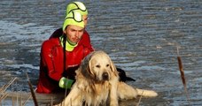 Lorraine : des pompiers sauvent un chien piégé par un lac gelé