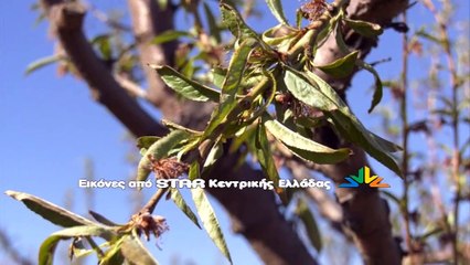 Ζημιές από την Μήδεια σε δένδρα στη Φθιώτιδα