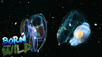 Born to be Wild: Blackwater diving in Mabini, Batangas