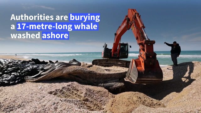 Washed-up Fin whale buried at Israel beach