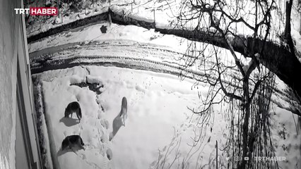 Kurt sürüsü ilçeye indi