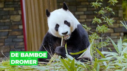 Ver van huis: de bamboe dromer