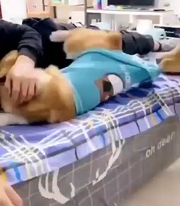 sweet dog