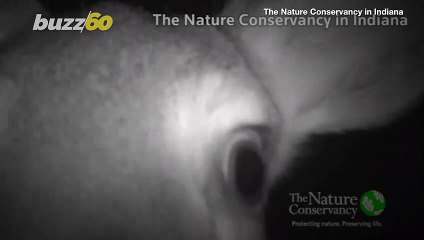 Oh, Deer! Watch This Deer Get up Close and Personal With a Trailcam!