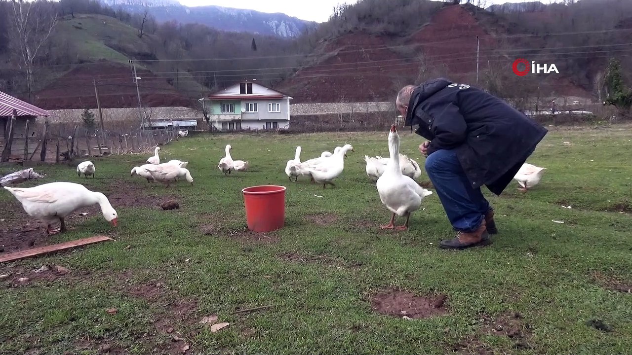 Kazlarıyla konuşuyor, tüm gününü onlarla geçiriyor
