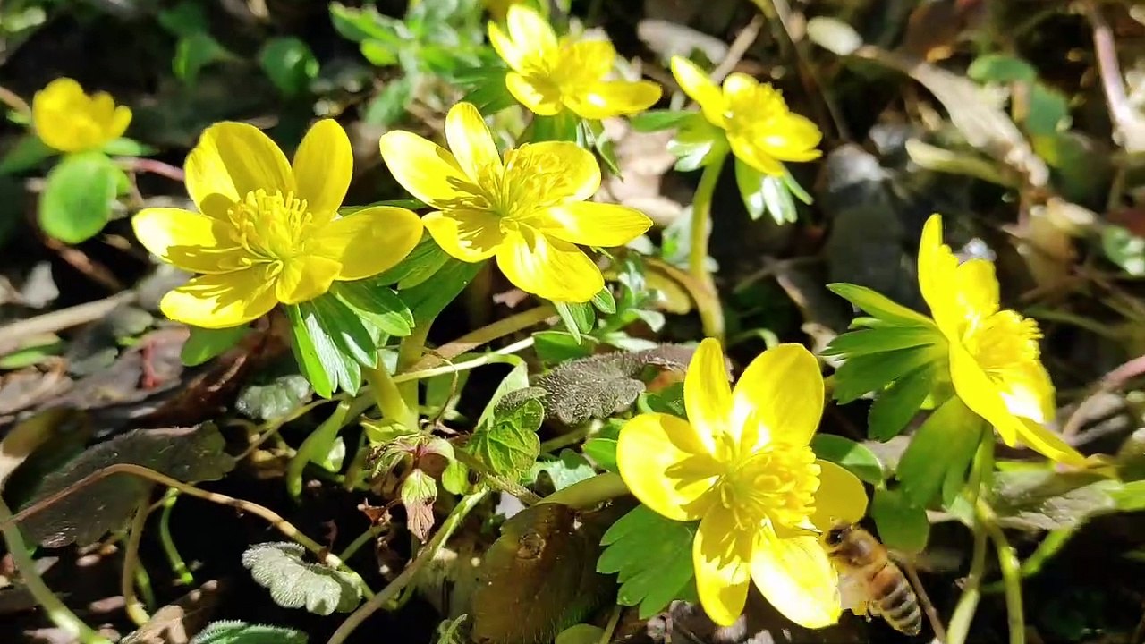 Fleißige Bienen in meinem Garten