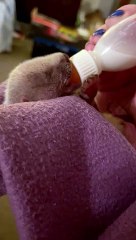 Five-day-old badger cub Valentine was nursed back to life by High Peak Badger Group after he was abandoned by his mother