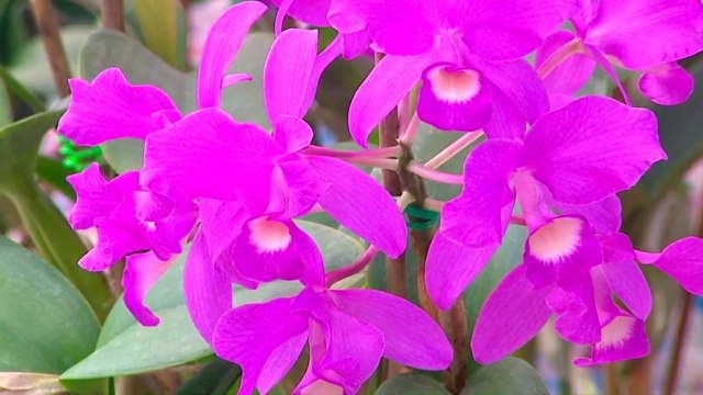 bd-publireportaje-evergreen-220221