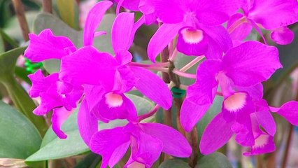 bd-publireportaje-evergreen-220221