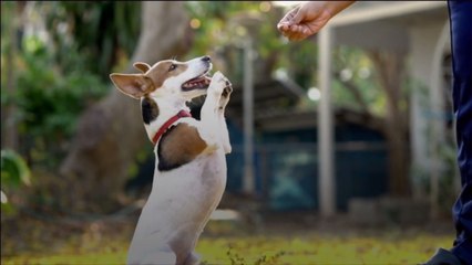 Can Dogs Eat Blueberries?