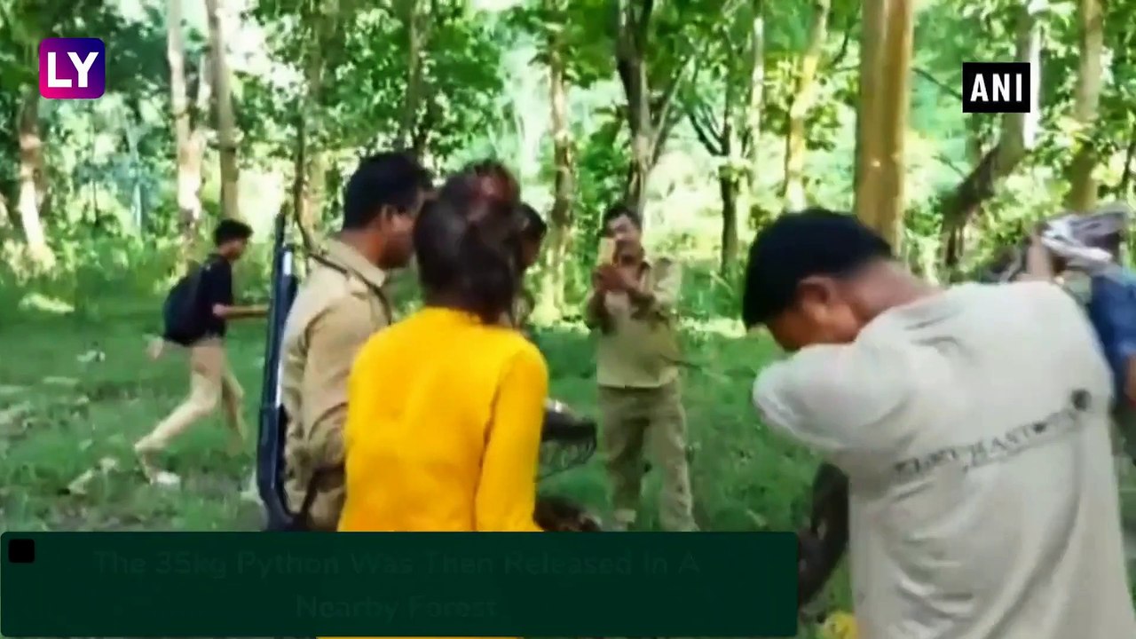 14.5-Foot-Long Python Rescued By The Forest Department In Assams Nagaon