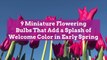 9 Miniature Flowering Bulbs That Add a Splash of Welcome Color in Early Spring
