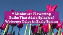 9 Miniature Flowering Bulbs That Add a Splash of Welcome Color in Early Spring