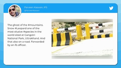 Endangered Snow Leopard Takes a Stroll in Uttarakhands Nelong Valley