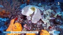 Environnement : en Martinique, des coraux attaqués par une bactérie mortelle