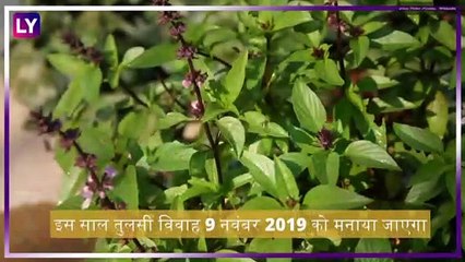 Tulsi Vivah 2019: अगर हाथ में नहीं रुकते पैसे तो तुलसी पूजन के दौरान इन चीजों का लगाएं भोग
