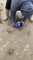 Saving Cold Stunned Turtles at Boca Chica Beach