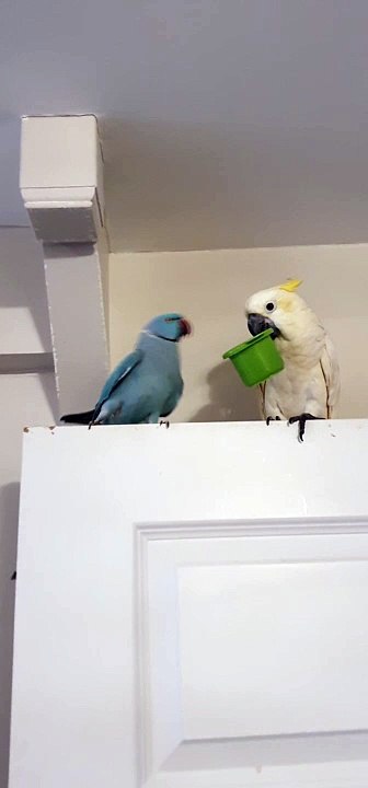 No Kiss, No Cup