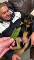 Doggy Eats Her Veggies
