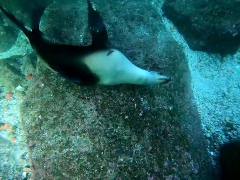 Sea Lion Scratches that Pesky Itch against the Sea Floor