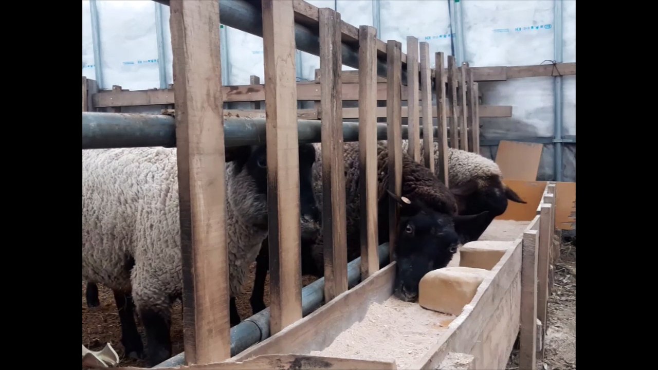 羊食事中①　