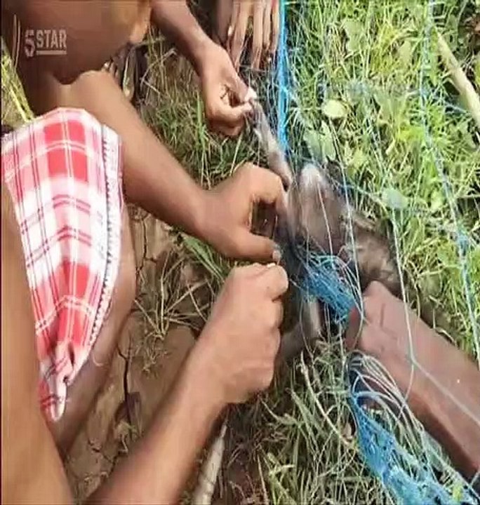 100 Amazing Animal Rescues Part.1 Of 3 (17 June 2020)