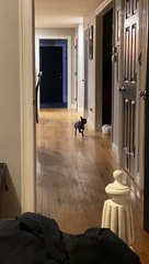 Ce chihuahua se prend pour un cheval