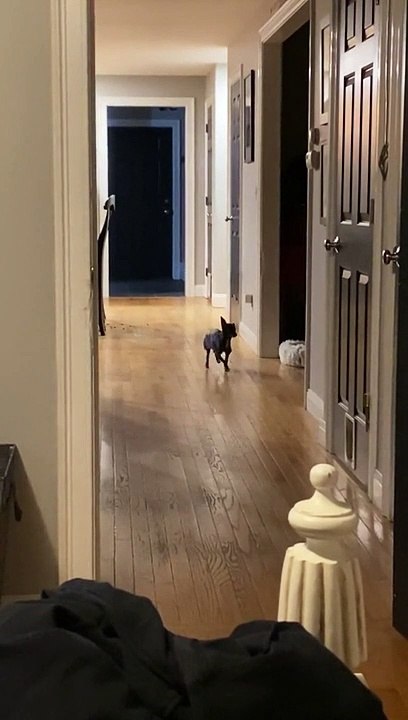 Ce chihuahua se prend pour un cheval
