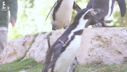 بالفيديو.. "موكب البطاريق" مغامرة مجانية جديدة في حديقة حيوان العين