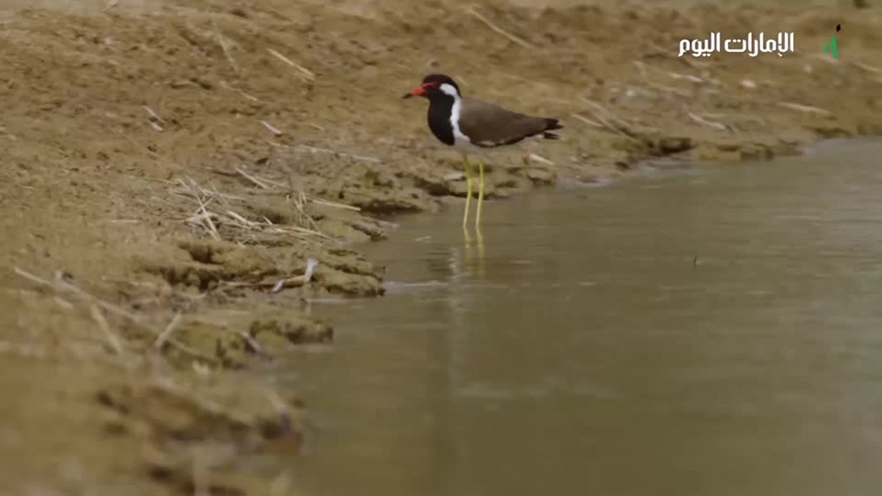 بالفيديو.. لماذا تعتبر محمية المرموم معجزة صحراء دبي؟