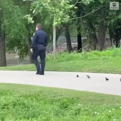 بالفيديو.. شرطي في تكساس يقود مجموعة من صغار البط الضالة إلى البحيرة