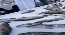 بالفيديو: ارتفاع أسعار الأسماك في «الشرقية» بنسبة تصل إلى 120%