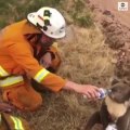 بالفيديو.. رجل إطفاء يطفئ عطش كوالا يعاني بسبب حرائق غابات أستراليا