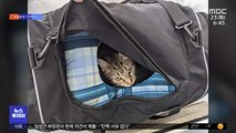 [이슈톡] 폭탄 신고 가방에서 발견된 고양이 가족