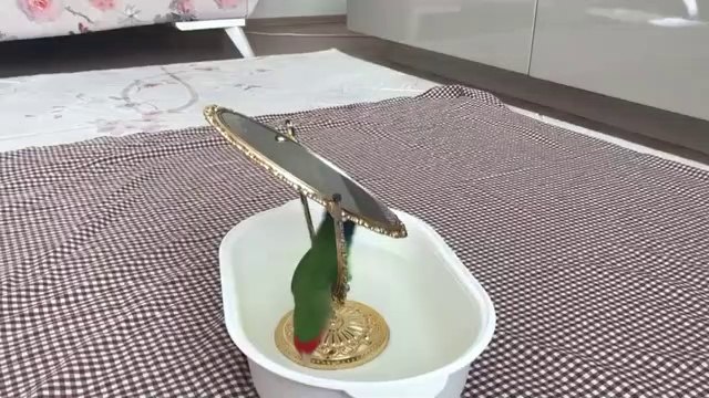 Cennet PapağanıŞeker Oğlan'dan ''MOZART TÜRK MARŞI''