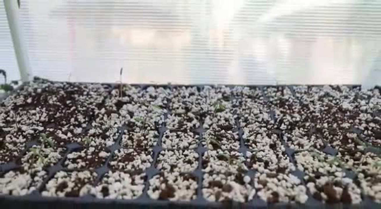 مواطن يحوّل بيته إلى «محمية» للزراعة المائية