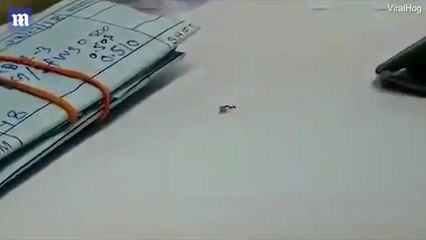 شاهد.. نملة تسرق قطعة ألماس وتهرب