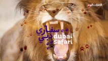 بالفيديو.. سفاري دبي تستقطب أكثر من 100 ألف زائر منذ افتتاحها التجريبي