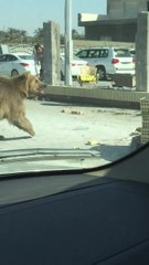 بالفيديو.. دب ضخم يتجول في شوارع البصرة!
